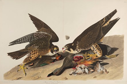 Print depicting Great Feeted Hawks from Birds of America, by John James Audubon. Image © National Museums Scotland