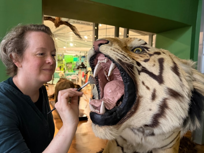 Leeds tiger taxidermy: Curators Clare Brown (pictured) and Sarah Burhouse were on site at Leeds City Museum carrying out meticulous checks for dust and the types of tiny pests which can be harmful to vintage taxidermy, before undertaking a delicate clean of some unique and historically significant exhibits.
The gigantic Bengal tiger, thought to be one of the biggest taxidermy mounts of its kind anywhere in the world, was among a selection of the museum’s most precious and historic specimens being conserved in the museum’s spectacular Life on Earth Gallery.