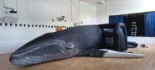 OHWF Whale (c) Mairi Carrey - BBCT: OHWF Whale (c) Mairi Carrey - BBCT