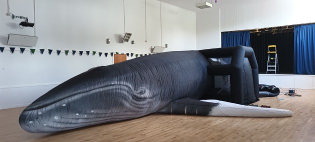 OHWF Whale (c) Mairi Carrey - BBCT