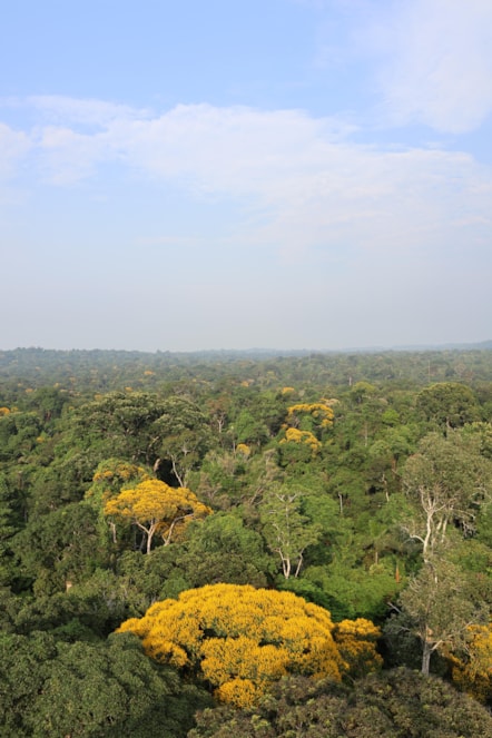 University of Cumbria academic contributes expertise on seed dispersal to new Amazon rainforest study-6