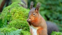 Upload RedSquirrel-D5205 (DAMS Ref98137): Upload RedSquirrel-D5205 (DAMS Ref98137)