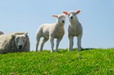 Lambing advice to pregnant women: Agriculture-farming-sheep