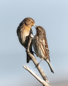 Two Twite David Dinsley: Two Twite David Dinsley