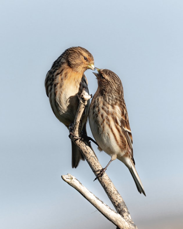 Two Twite David Dinsley