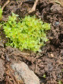 Round leaved bryum credit Kat O'Brien, NatureScot