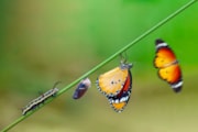 Caterpillar to Butterfly: Caterpillar to Butterfly