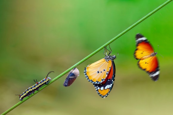 Scientists crack the genetic code behind nature’s greatest transformation: Caterpillar to Butterfly
