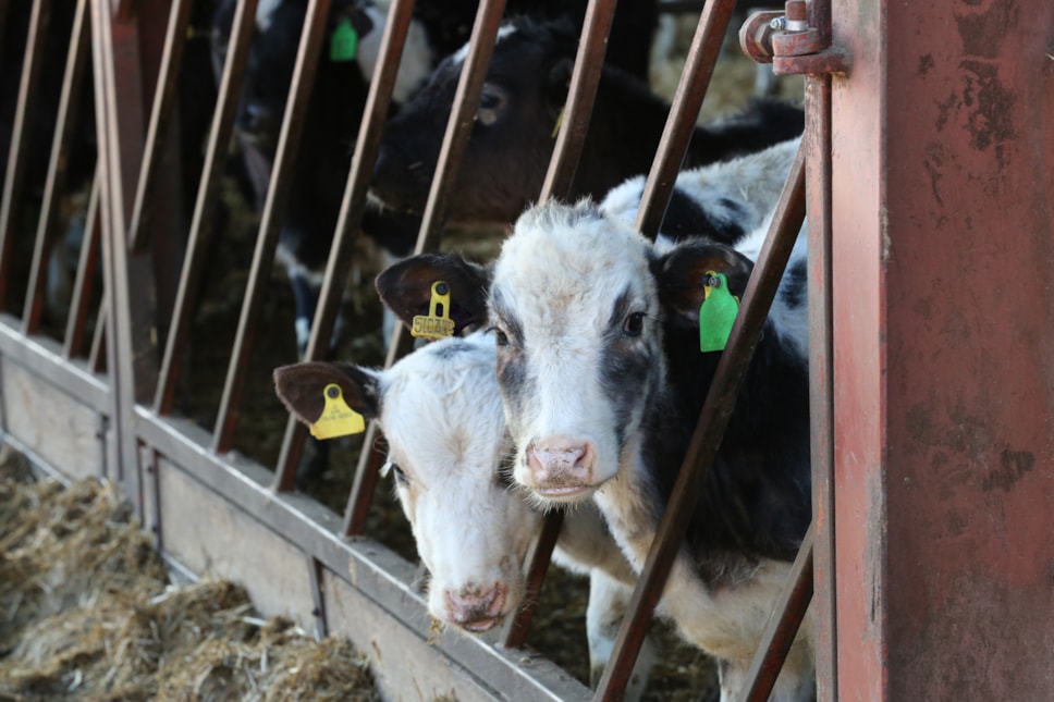 Cows in barn