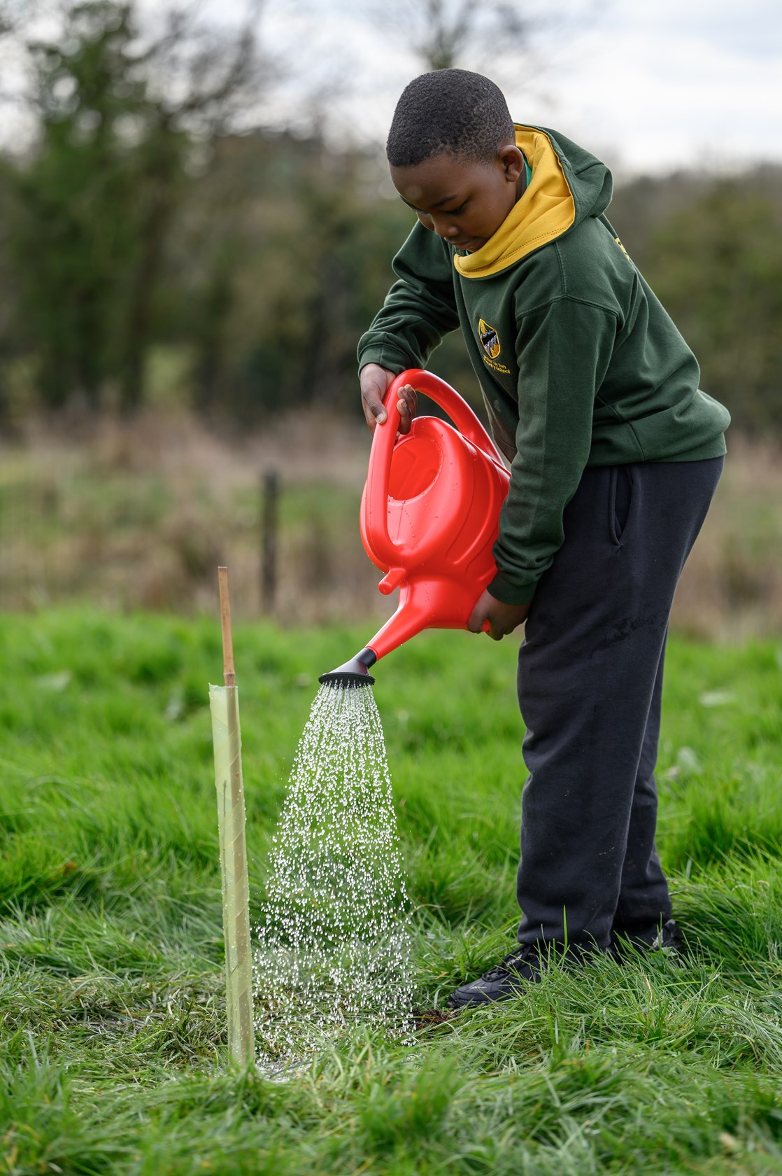 A Water Orton Primary School pupil watering in a new oak sapling donated by HS2, March 2022