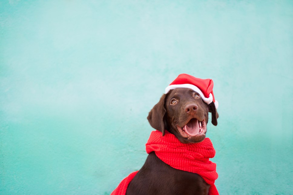 Dog Christmas