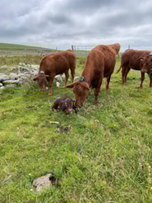 Cattle wearing Monil virtual fence collars and new calf, Shetland (c) Laura Sinclair: Cattle wearing Monil virtual fence collars and new calf, Shetland (c) Laura Sinclair