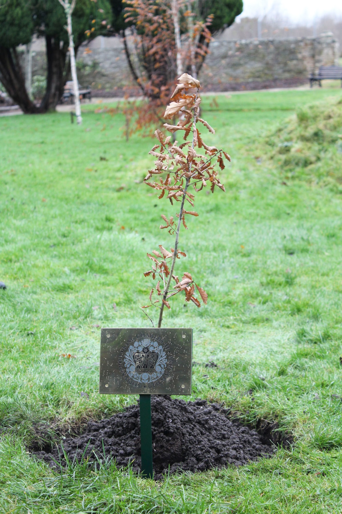 King's Coronation tree sapling grown from a fallen Darnaway Oak.