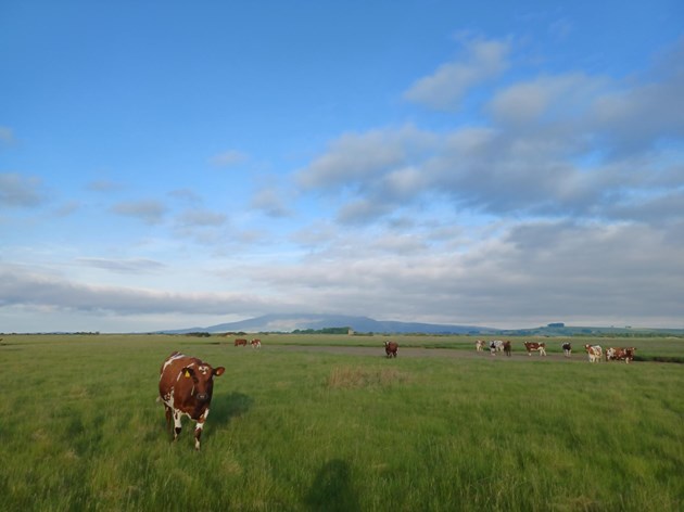 Low impact grazing cattle on the saltmarsh at Caerlaverock - image credit Wildfowl and Wetlands Trust
