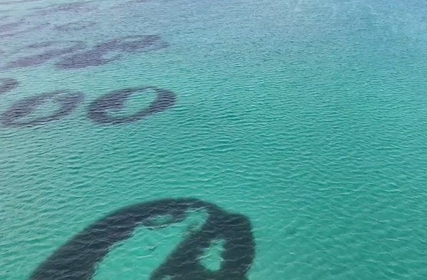 Seagrass fairy circles screenshot ©NatureScot-Chris Nall