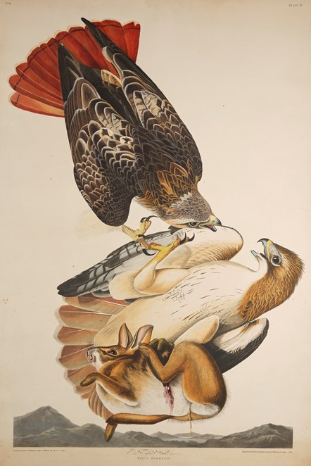 Print depicting a Red Tailed Hawk from Birds of America, by John James Audubon. Image © National Museums Scotland