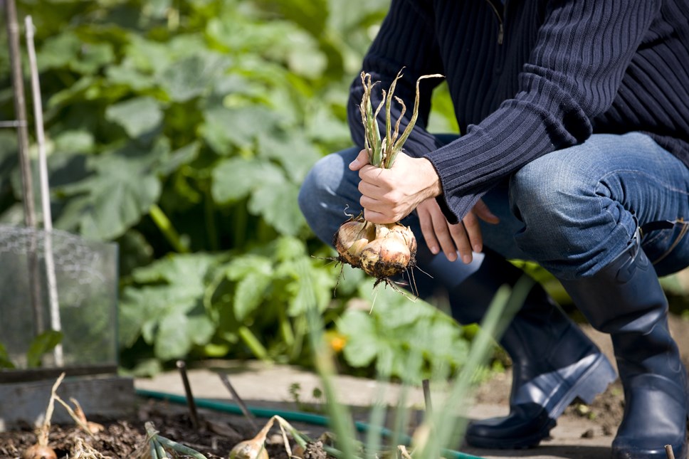 Community food growing