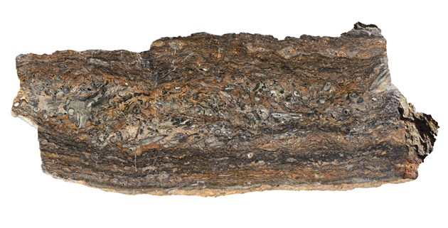 Rhynie Chert fossil