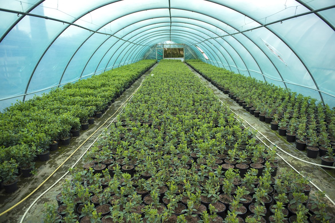 Trees being grown at Crowders Nursery in Lincolnshire