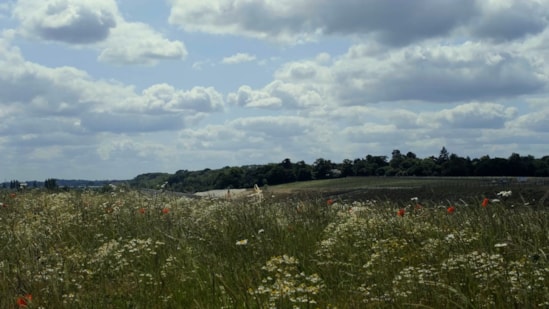 Wildlife begins to flourish at HS2’s largest habitat creation site: CWS 1
