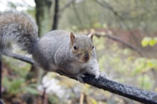 INNS - grey squirrel - ©Lorne Gill-NatureScot: INNS - grey squirrel - ©Lorne Gill-NatureScot