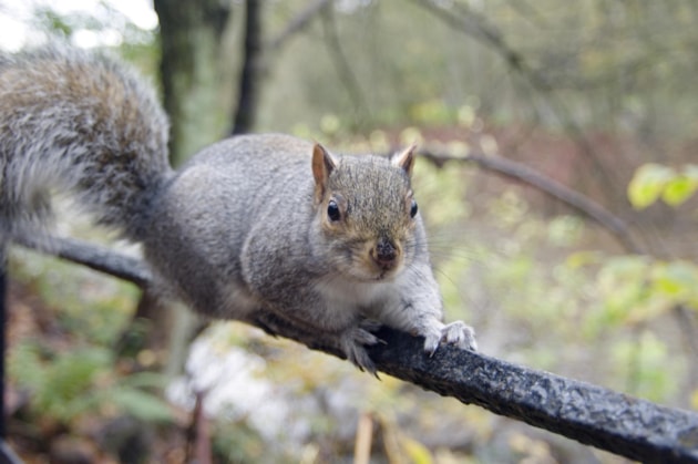 INNS - grey squirrel - ©Lorne Gill-NatureScot