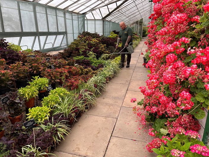 Temple Newsam hothouse: Temple Newsam's head gardener Mick Jakeman waters the  hothouse's stunning national collection of Coleus, grown for their colourful patterned leaves. The team has even developed around 20 new varieties including one called “Temple Newsam”.