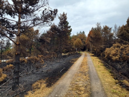 A path cuts through charred and scorched landscape with burnt trees lining the path.