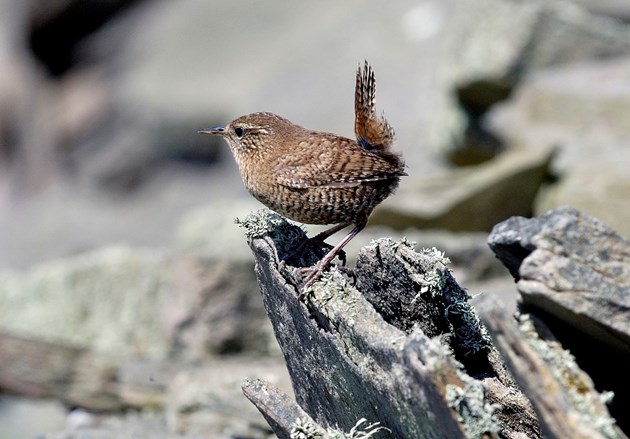 Woodland bird recovery: Wren ©Lorne Gill/NatureScot