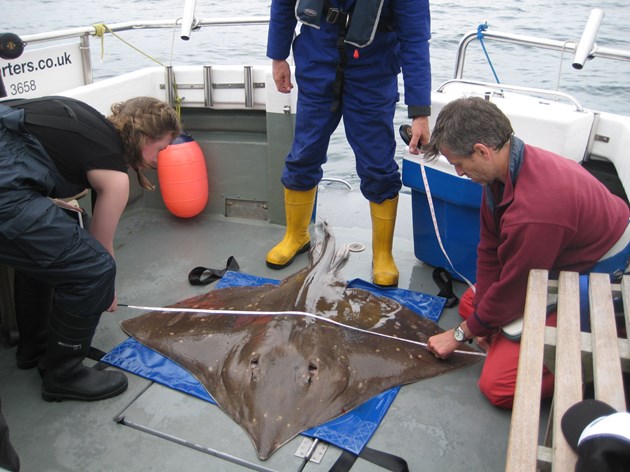 Common or flapper skate being measured (Jane Dodd/SNH)