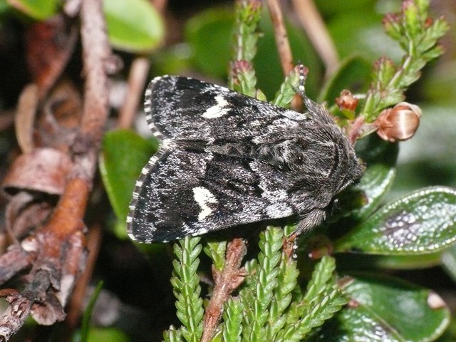 Small Dark Yellow Underwing, pic by Dave Grundy