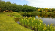 SUDS pond at GGH: The SUDS pond at Great Glen House, Inverness. Image credit NatureScot.