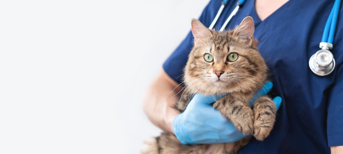 Cat at the vet