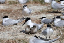 Sandwich tern with chicks ©Catriona Reid/NatureScot