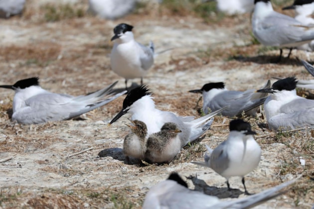 Sandwich tern with chicks ©Catriona Reid/NatureScot