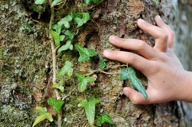 Child's hand next to ivy on tree trunk: Child's hand next to ivy on tree trunk