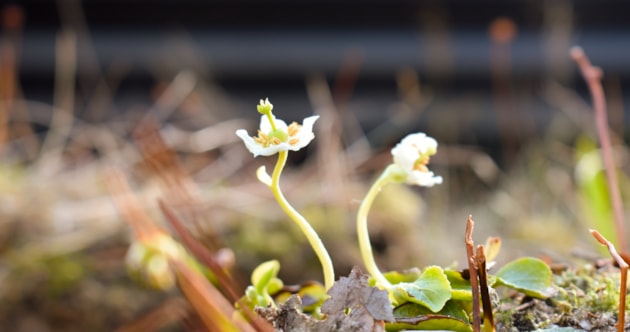 One flowered Wintergreen. Copyright Richard Spowart/NatureScot