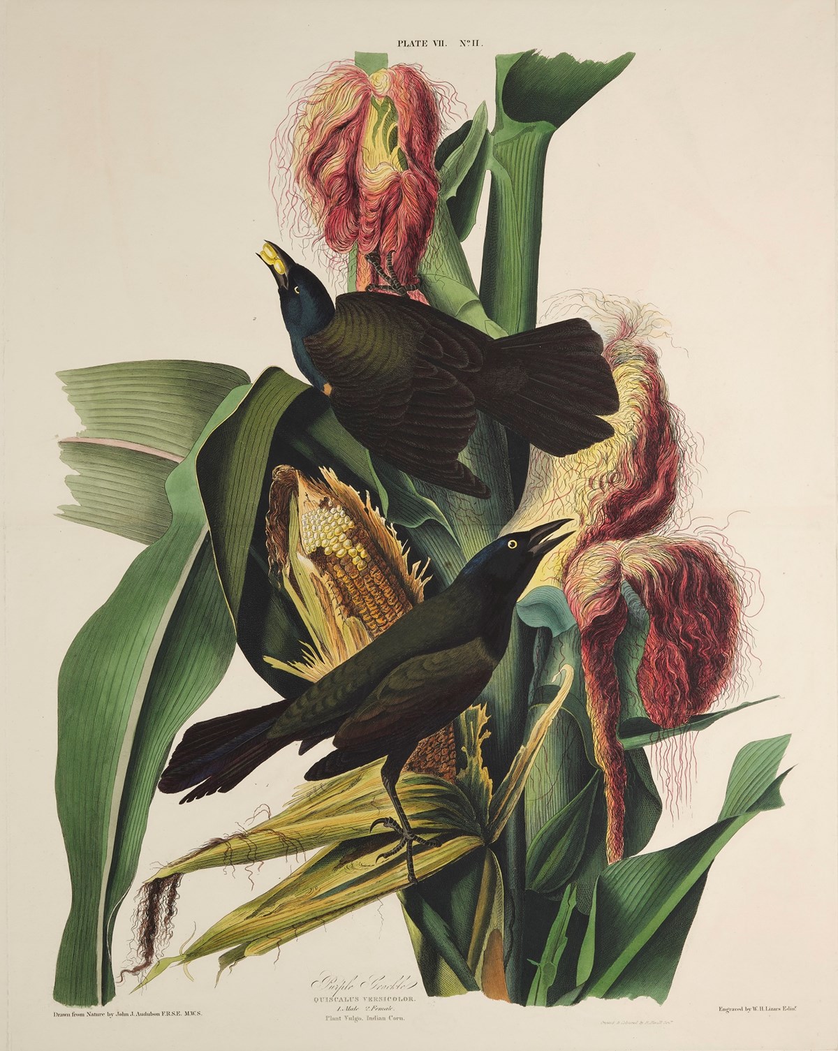 Print depicting Purple Grackle from Birds of America, by John James Audubon. Image © National Museums Scotland