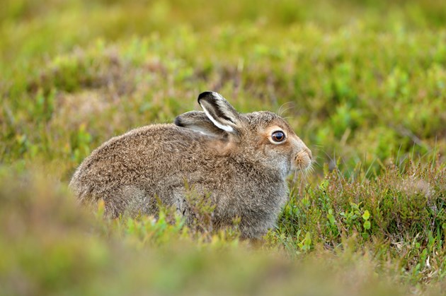 Promising results from mountain hare survey: Mountain hare  in its summer coat. Credit Lorne Gill-NatureScot