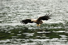 Adult white tailed eagle in flight ©Lorne Gill / NatureScot