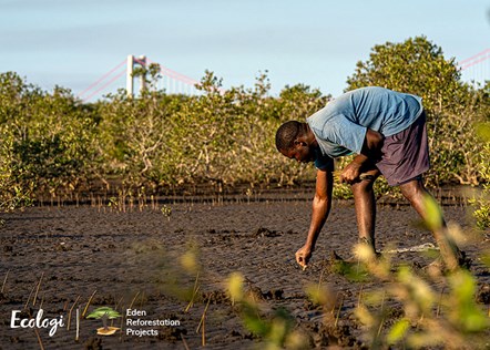 ECOLOGI-TREES-BEING-PLANTED