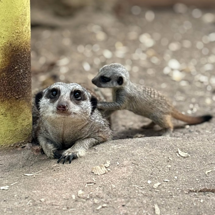 Meerkat pup 1: The babies would normally still be resting in their nestbox, but the new mum has been showing them off to visitors at Tropical World.