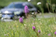 TfL Image - Car and Wildflower: TfL Image - Car and Wildflower