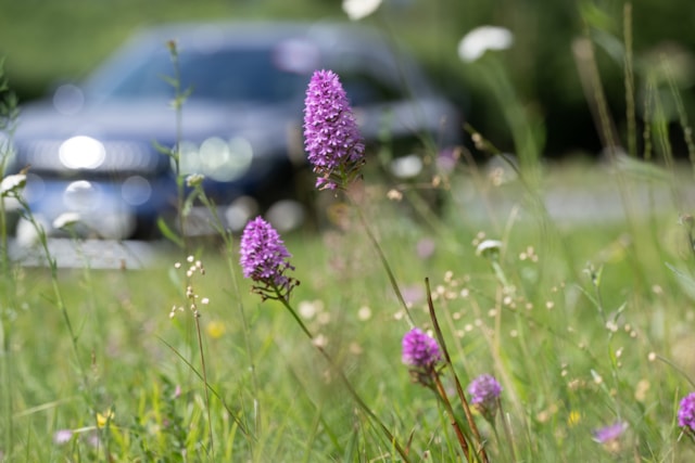 TfL Image - Car and Wildflower