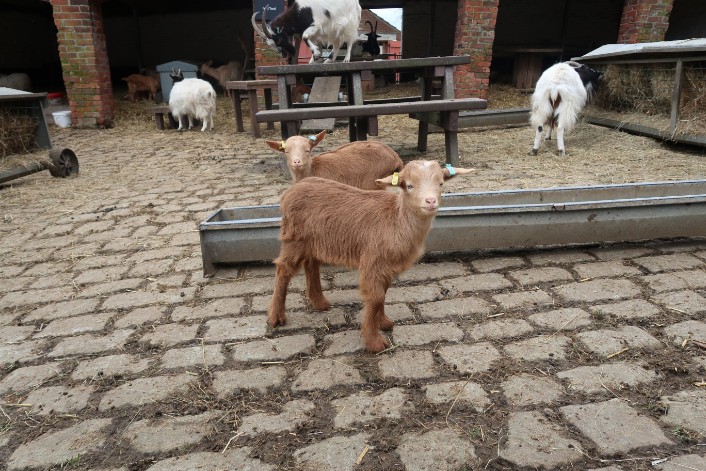 Adorable spring arrivals at Temple Newsam farm: Kid