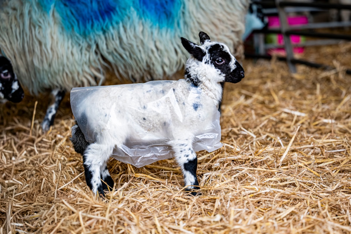 A lamb wears a 'raincoat' at the National Museum of Rural Life. Photo © Andy Catlin (2)