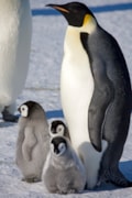 Adult Emperor penguin and chicks (Aptenodytes forsteri) on the sea ice at Halley Bay. Credit Richard Burt-2: Adult Emperor penguin and chicks (Aptenodytes forsteri) on the sea ice at Halley Bay. Credit Richard Burt-2