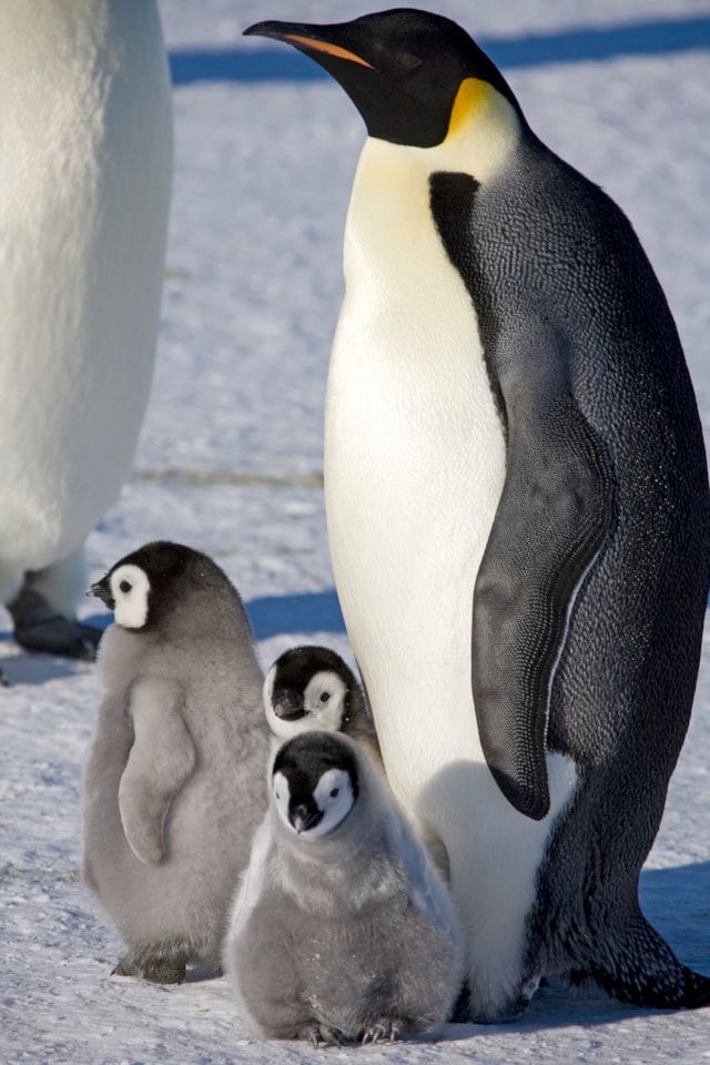 Adult Emperor penguin and chicks (Aptenodytes forsteri) on the sea ice at Halley Bay. Credit Richard Burt-2