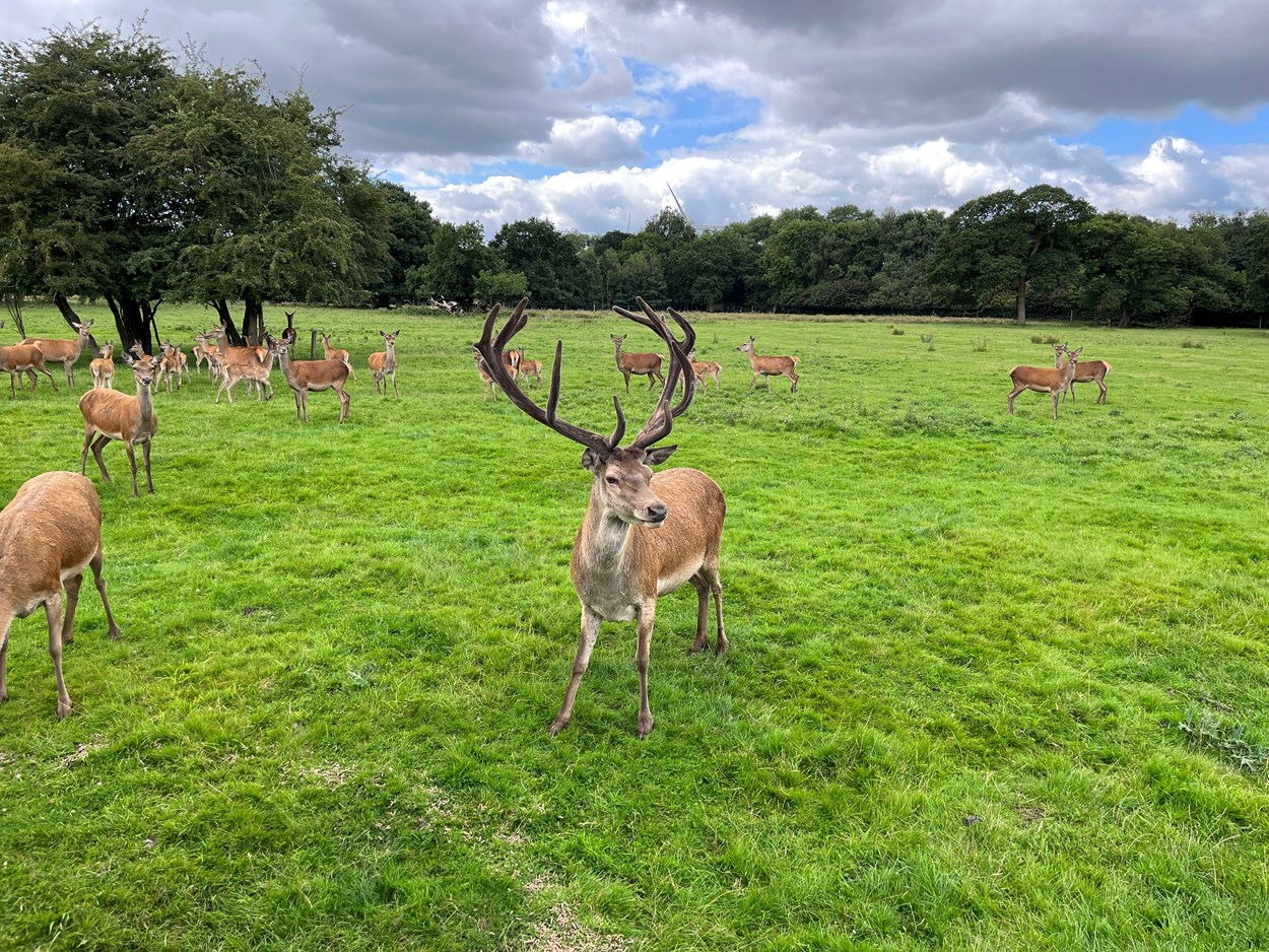 Deer park tours at Lotherton: Lotherton has been home to red deer since the 1980s, and today an estimated 45-strong herd, led by an impressive stag affectionately known as Teddy, lives in Lotherton’s specially maintained deer park.

Over the school summer holidays, visitors can join a brand new programme of tractor trailer tours, with staff taking them out into the park and amongst the herd as they learn more about the magnificent animals and their habitat.