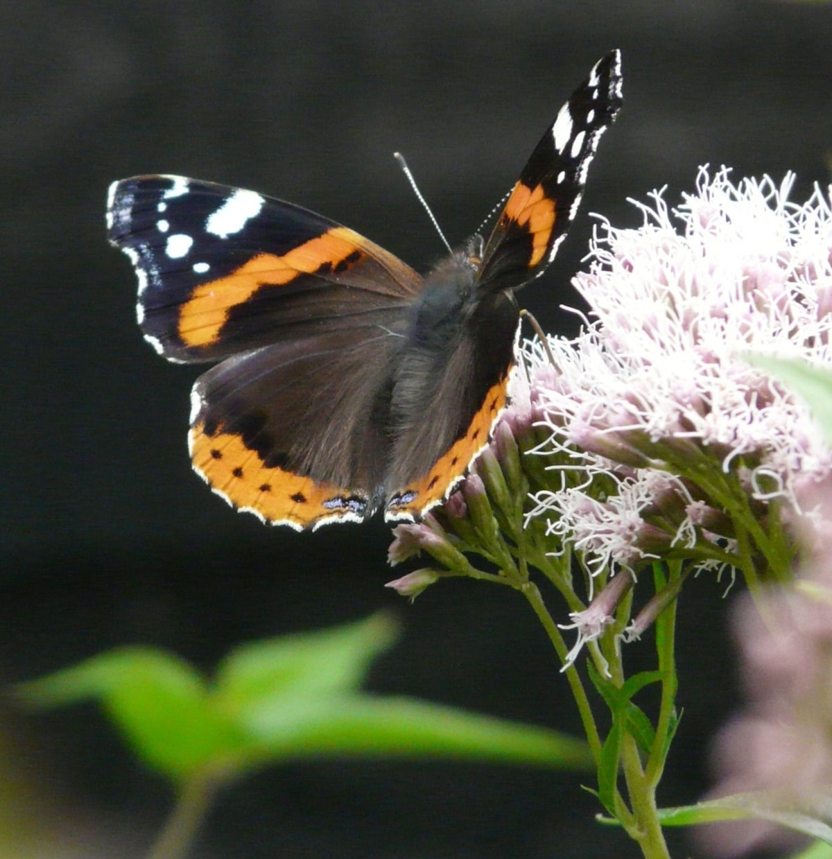 RedAdmiral Shirley Freeman